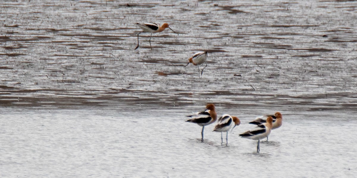 Avoceta Americana - ML226339441