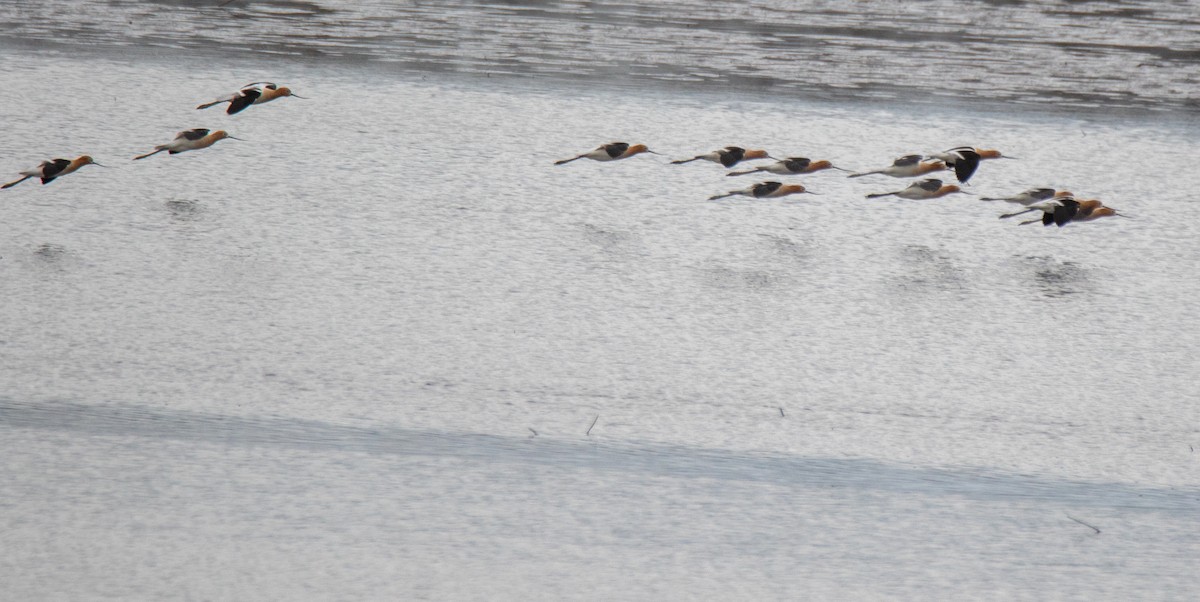 Avoceta Americana - ML226339461