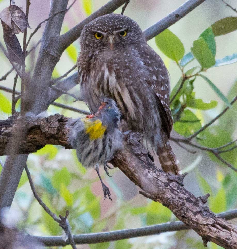 Northern Pygmy-Owl - ML226340031