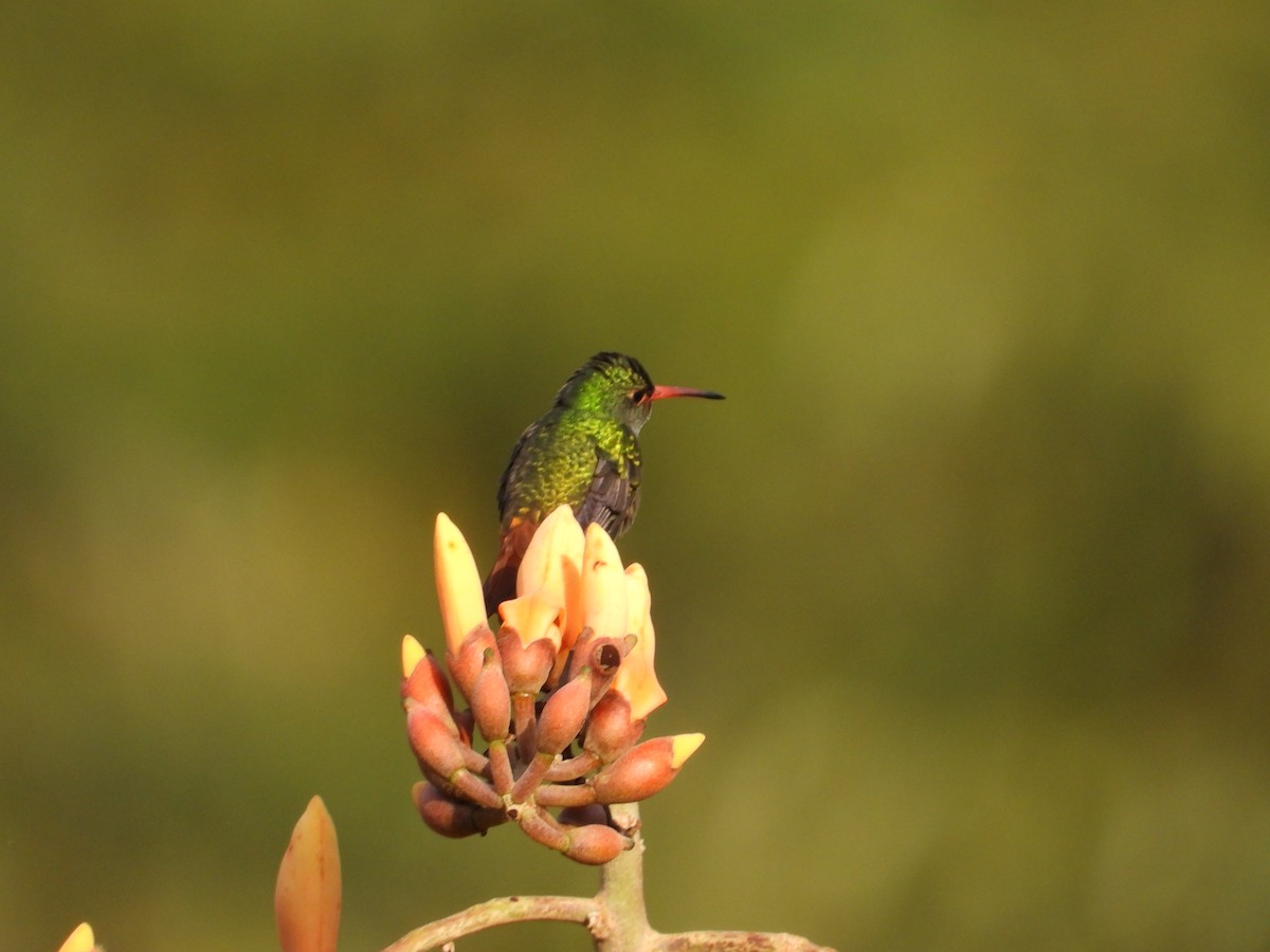 Rufous-tailed Hummingbird - ML226340411