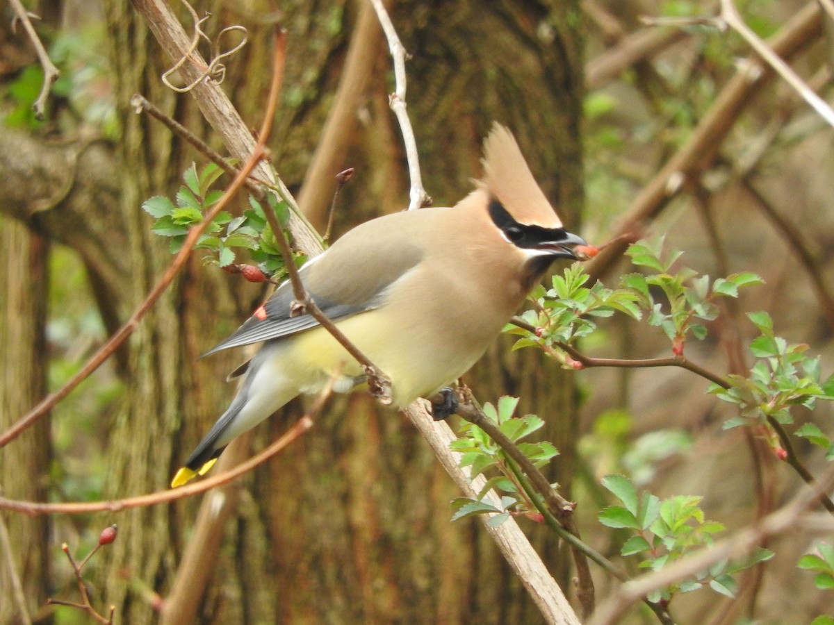 Cedar Waxwing - ML226340591