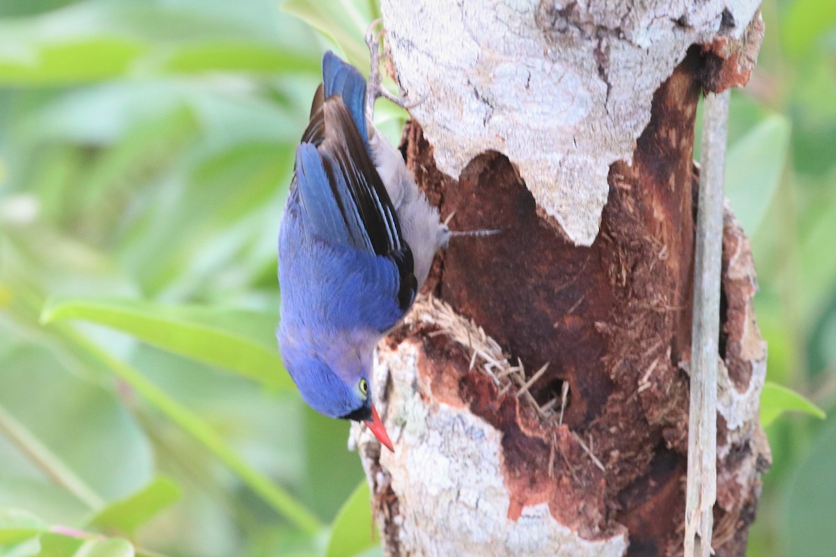 Velvet-fronted Nuthatch - ML226342661