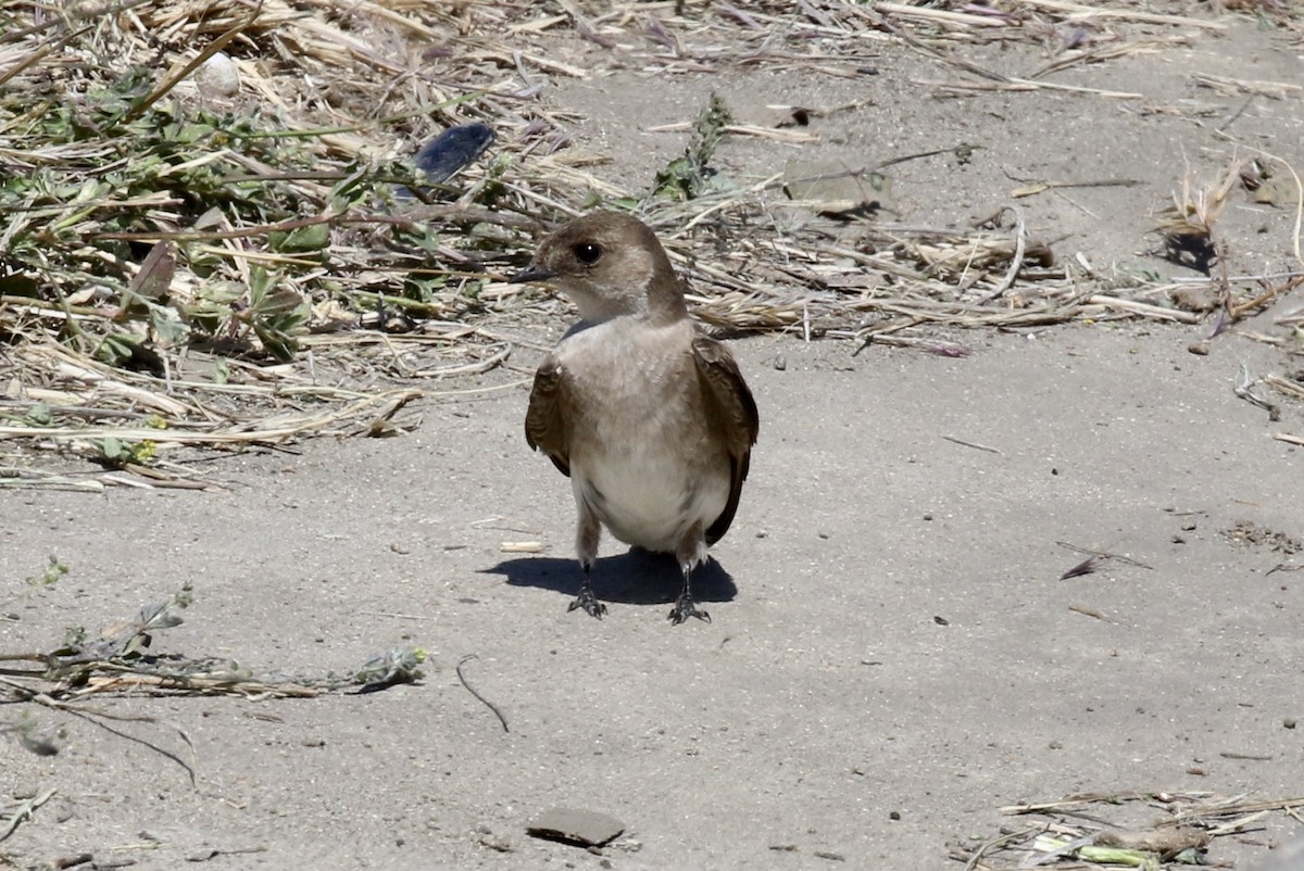 Northern Rough-winged Swallow - ML226343341