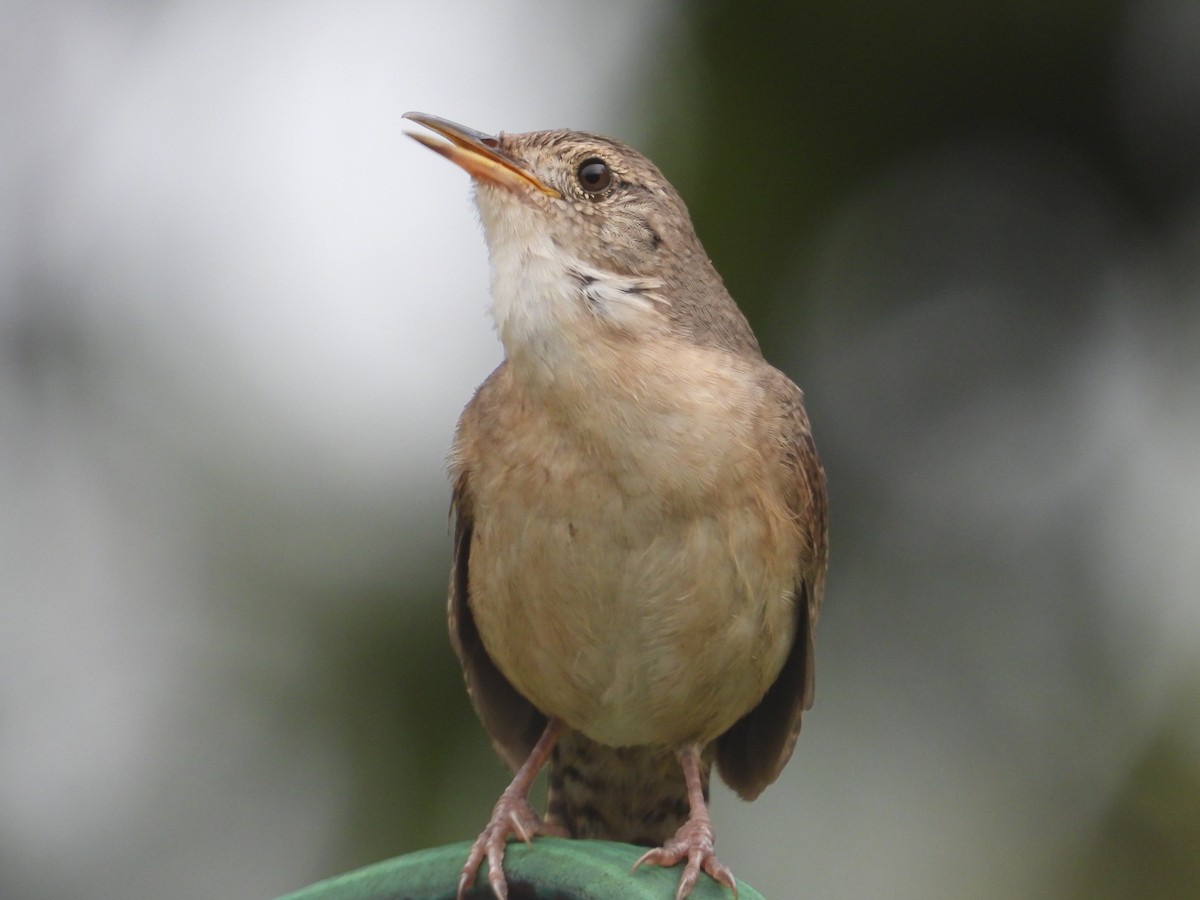 Southern House Wren - ML226343451