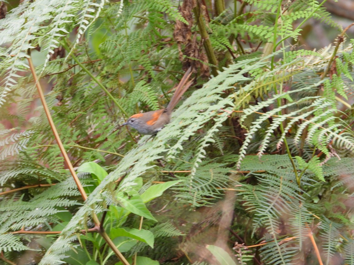 Azara's Spinetail - ML226343481