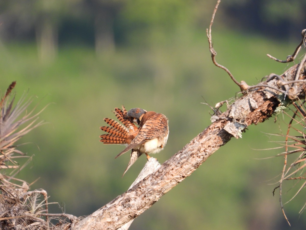 American Kestrel - ML226343611