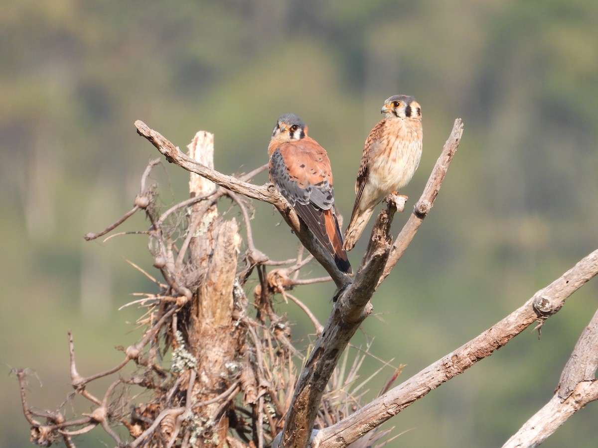 American Kestrel - ML226343731
