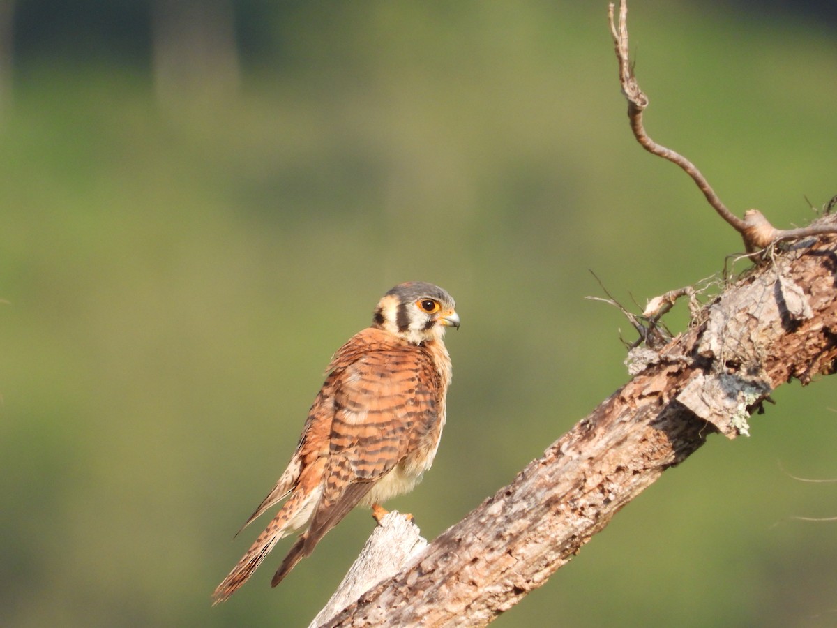 American Kestrel - ML226343801