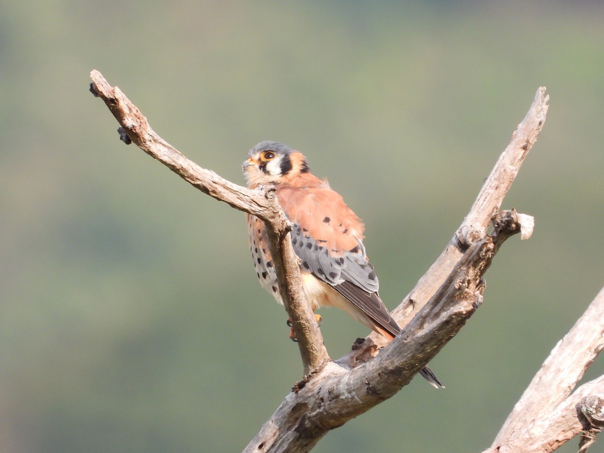 American Kestrel - ML226343811