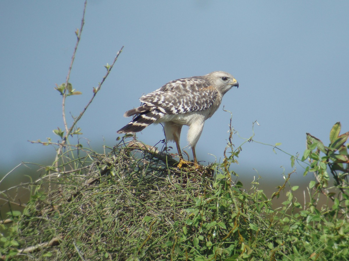 Rotschulterbussard - ML226344241