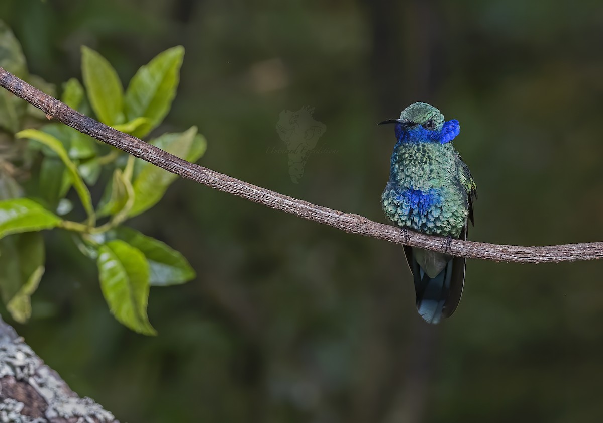 kolibřík modrolící - ML226344351