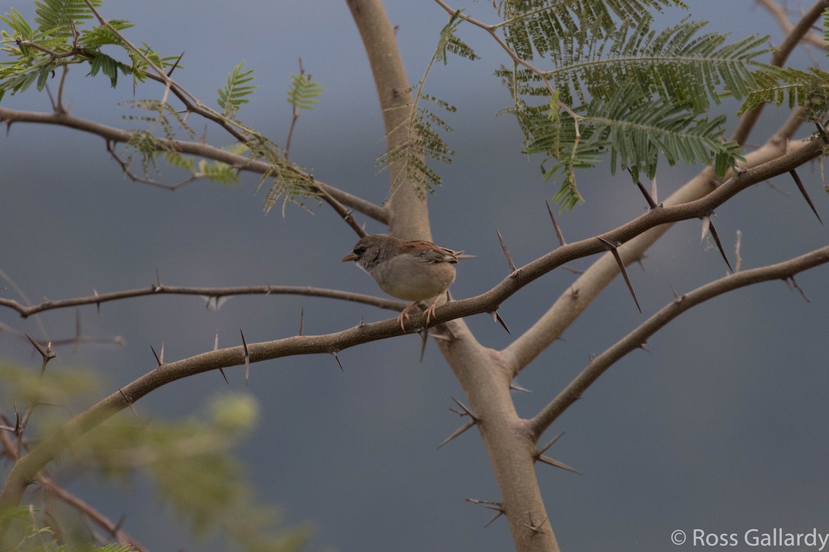 Little Inca-Finch - ML22634491