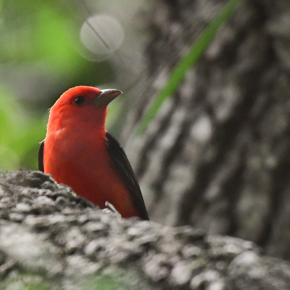 Scarlet Tanager - ML226345741