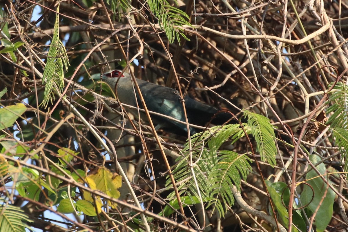 Green-billed Malkoha - ML226346031