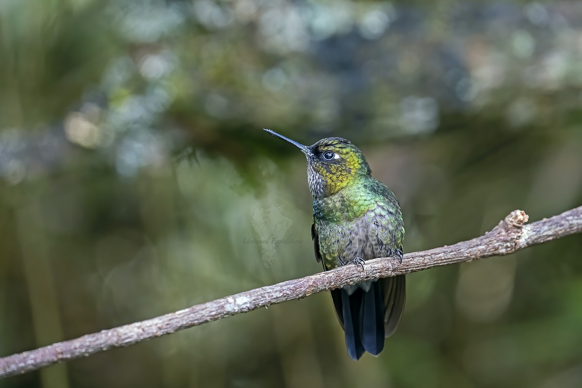 kolibřík turmalinový - ML226346091