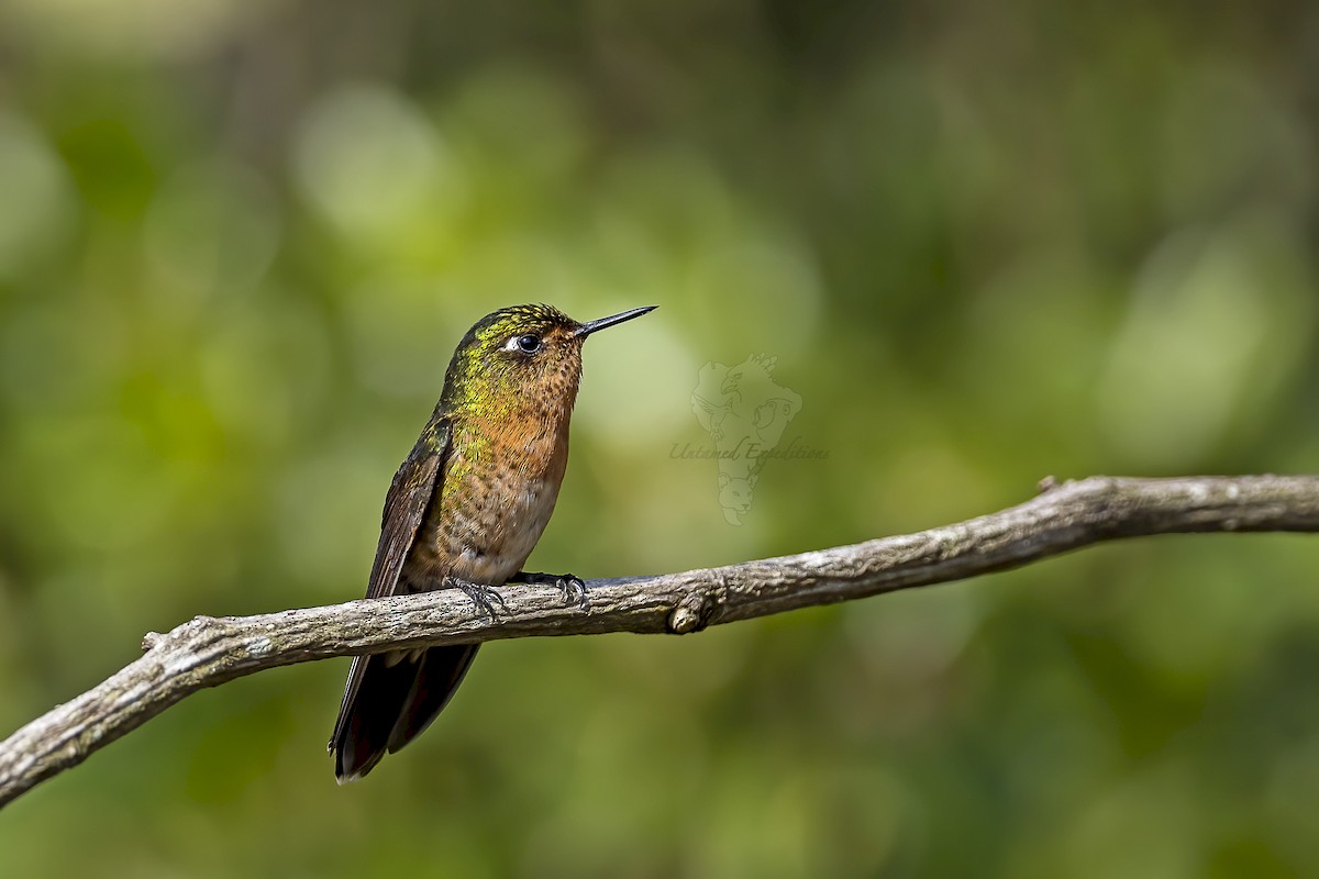 kolibřík dřišťálový - ML226346111