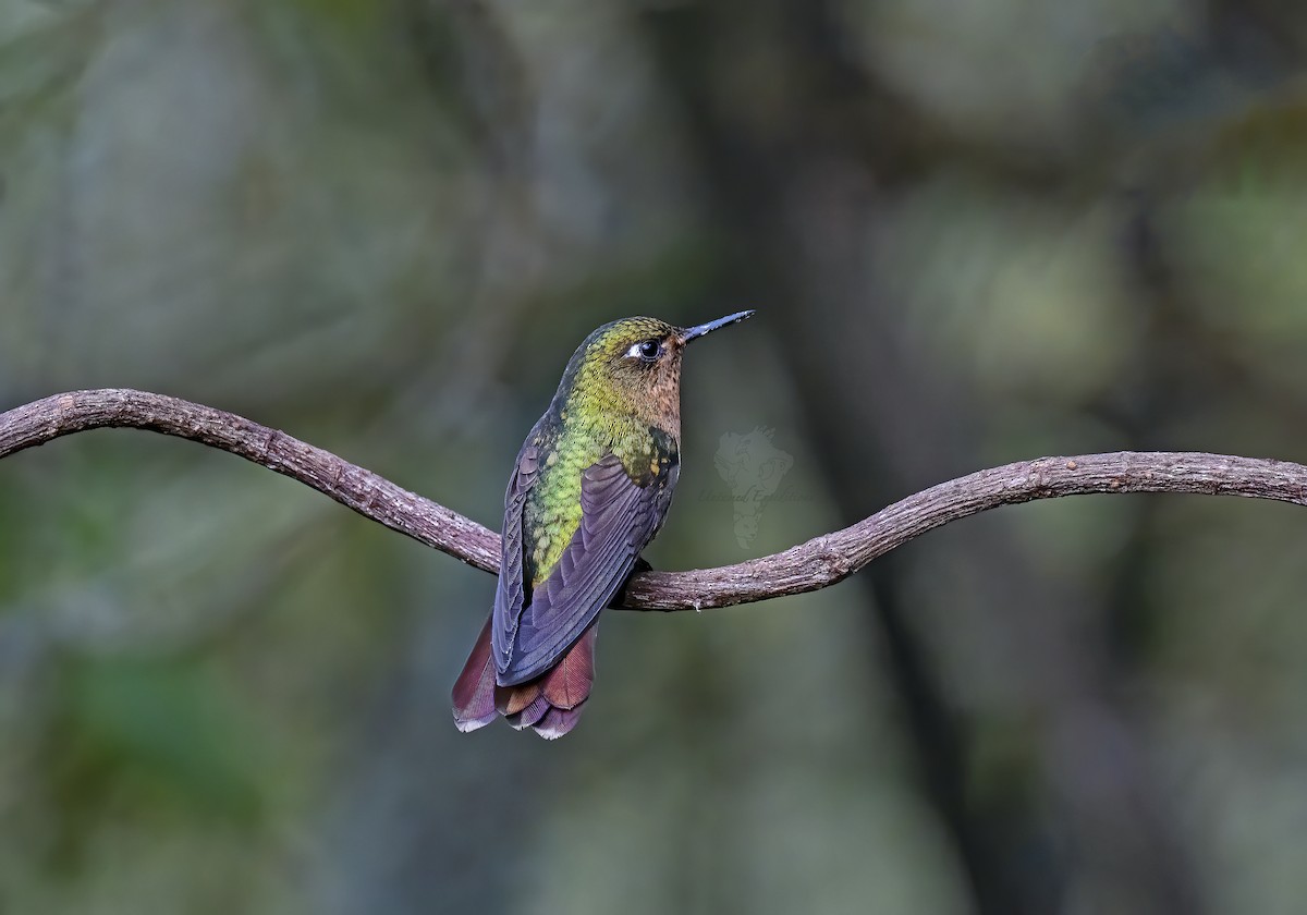 kolibřík dřišťálový - ML226346341