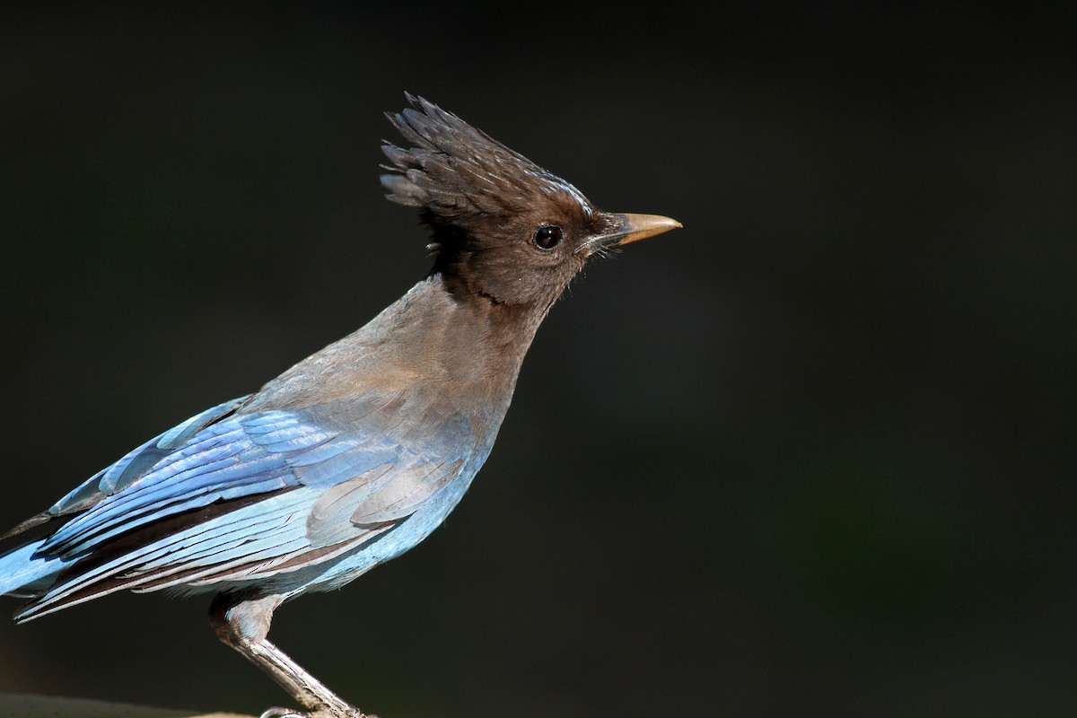 Steller's Jay - ML22634701