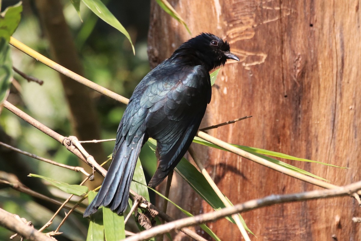 Square-tailed Drongo-Cuckoo - ML226349941