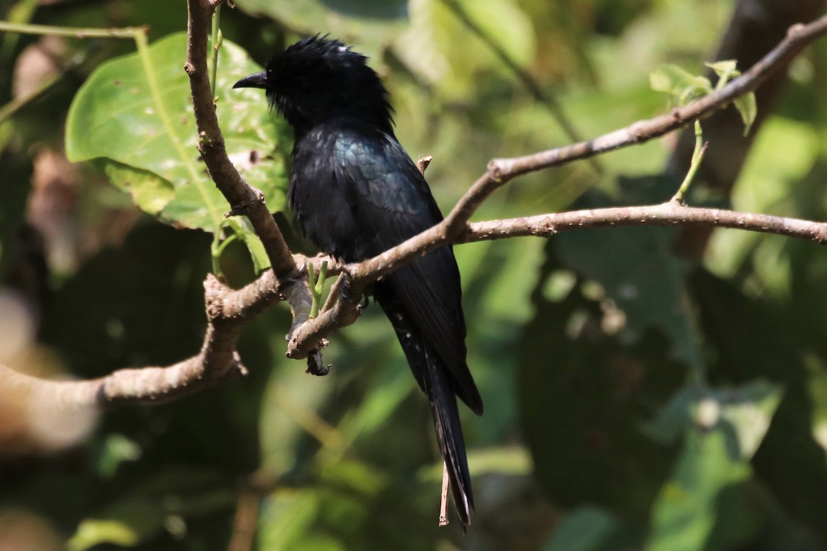 Square-tailed Drongo-Cuckoo - ML226349961