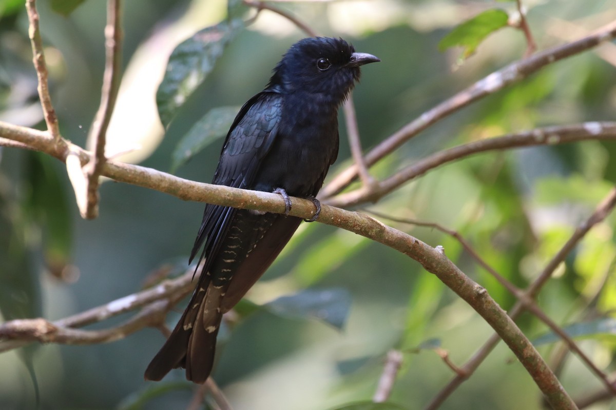 Square-tailed Drongo-Cuckoo - ML226349981