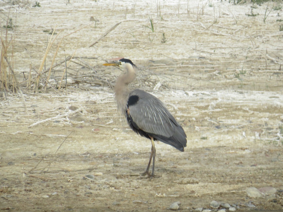 Great Blue Heron - ML226350031