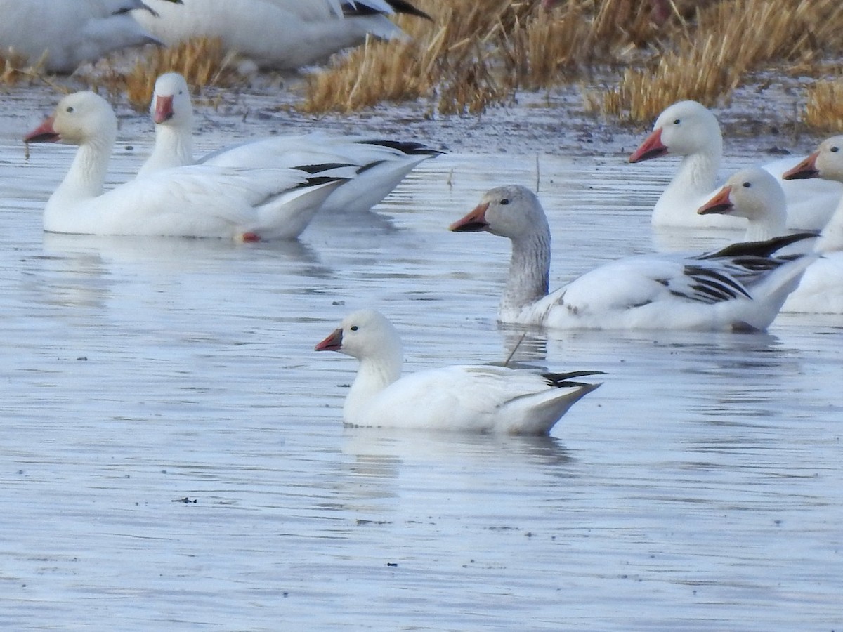 Ross's Goose - ML226350381