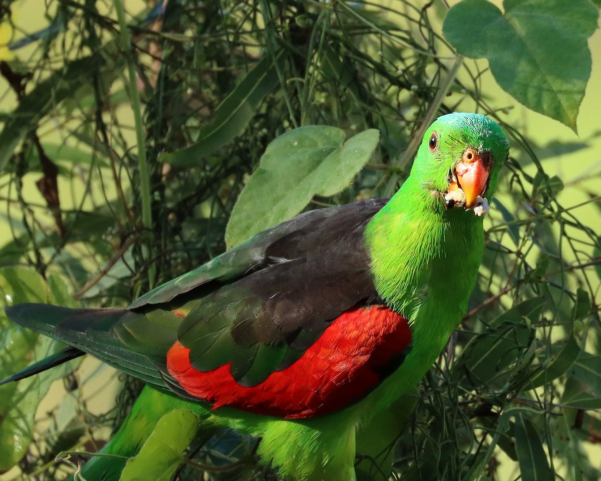 Red-winged Parrot - ML226350811