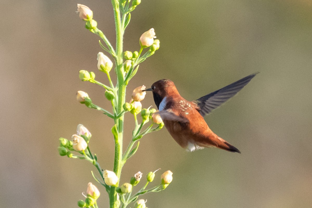 Rufous Hummingbird - ML226351341