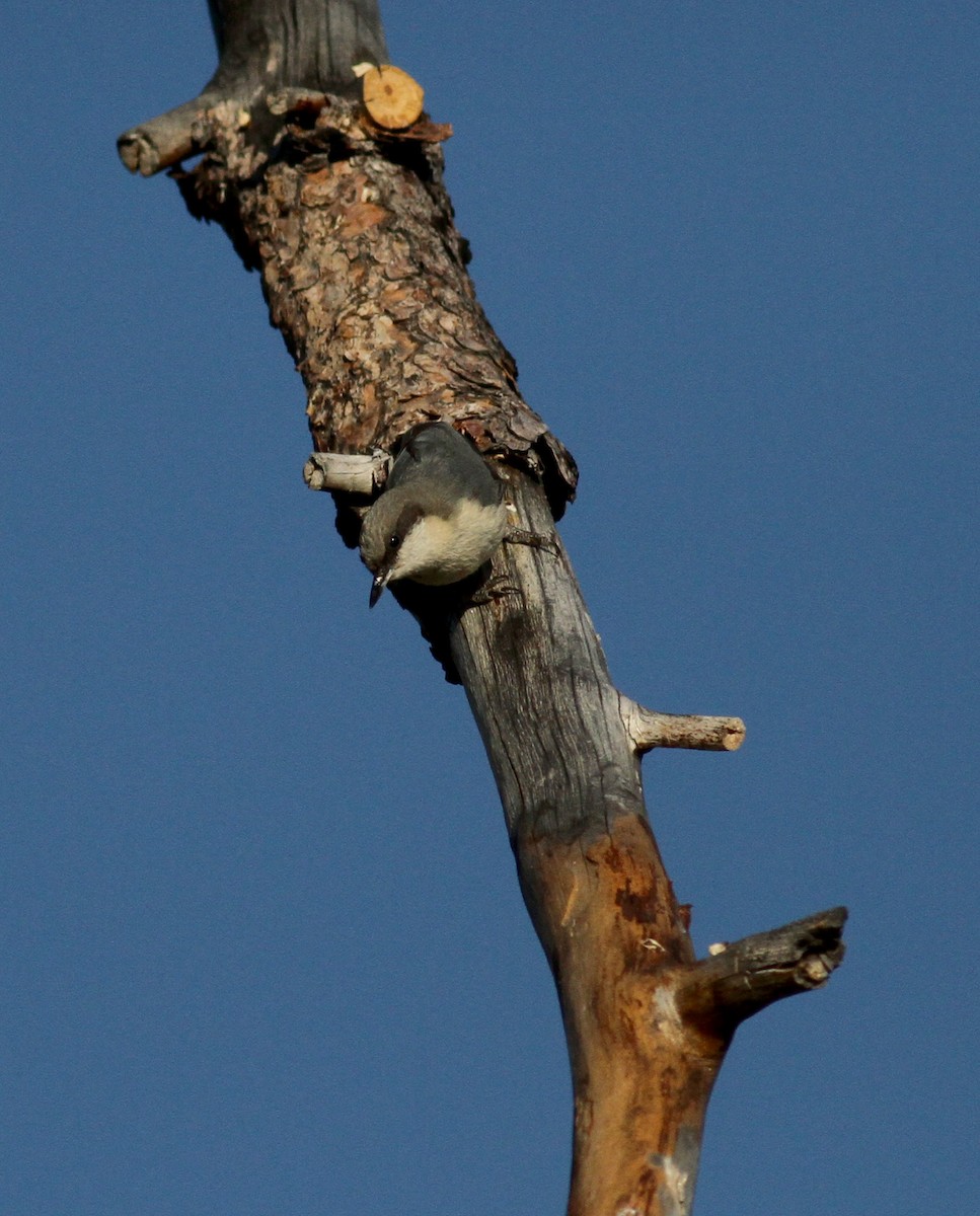 Pygmy Nuthatch - Jay McGowan