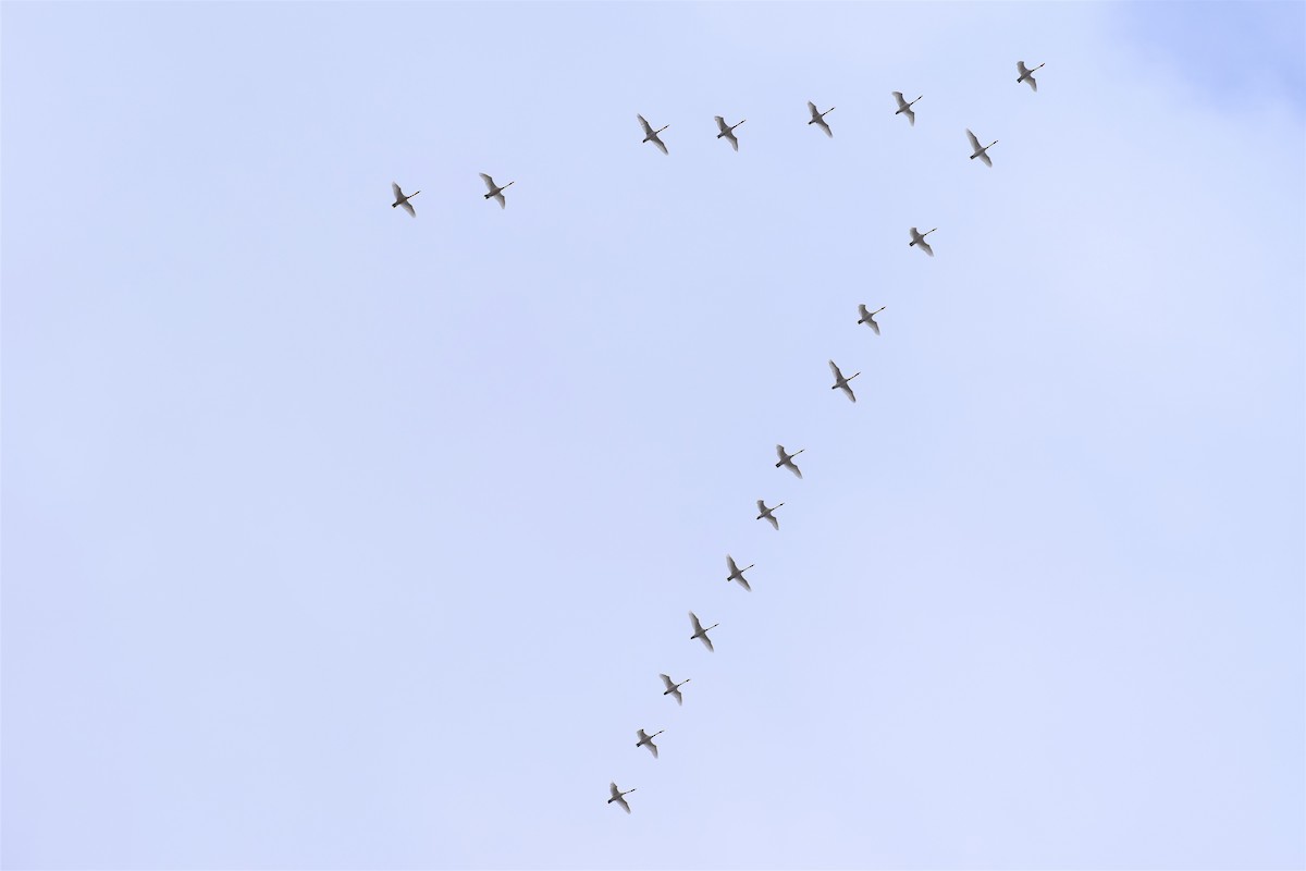 Trumpeter Swan - ML226351931