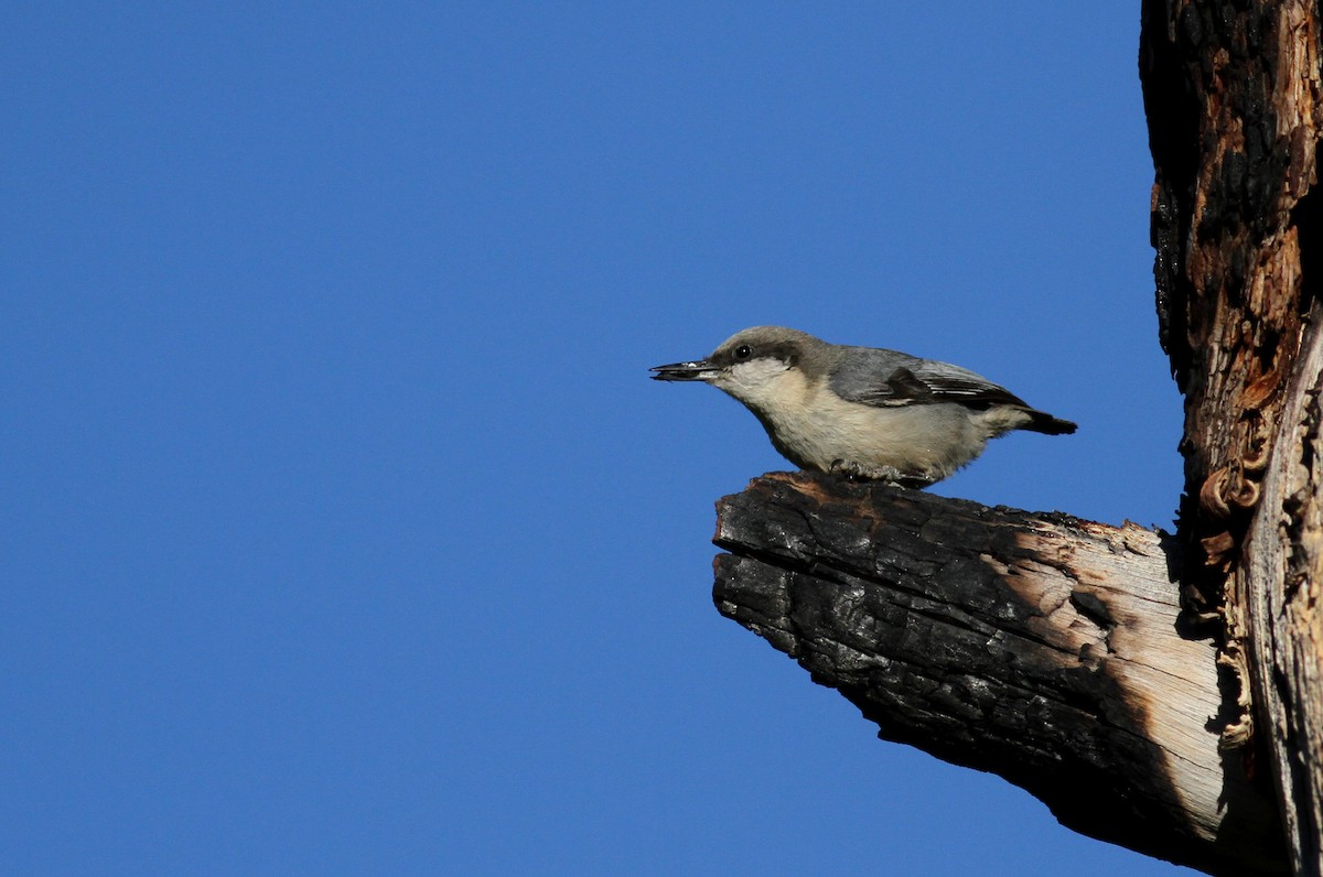 Pygmy Nuthatch - Jay McGowan