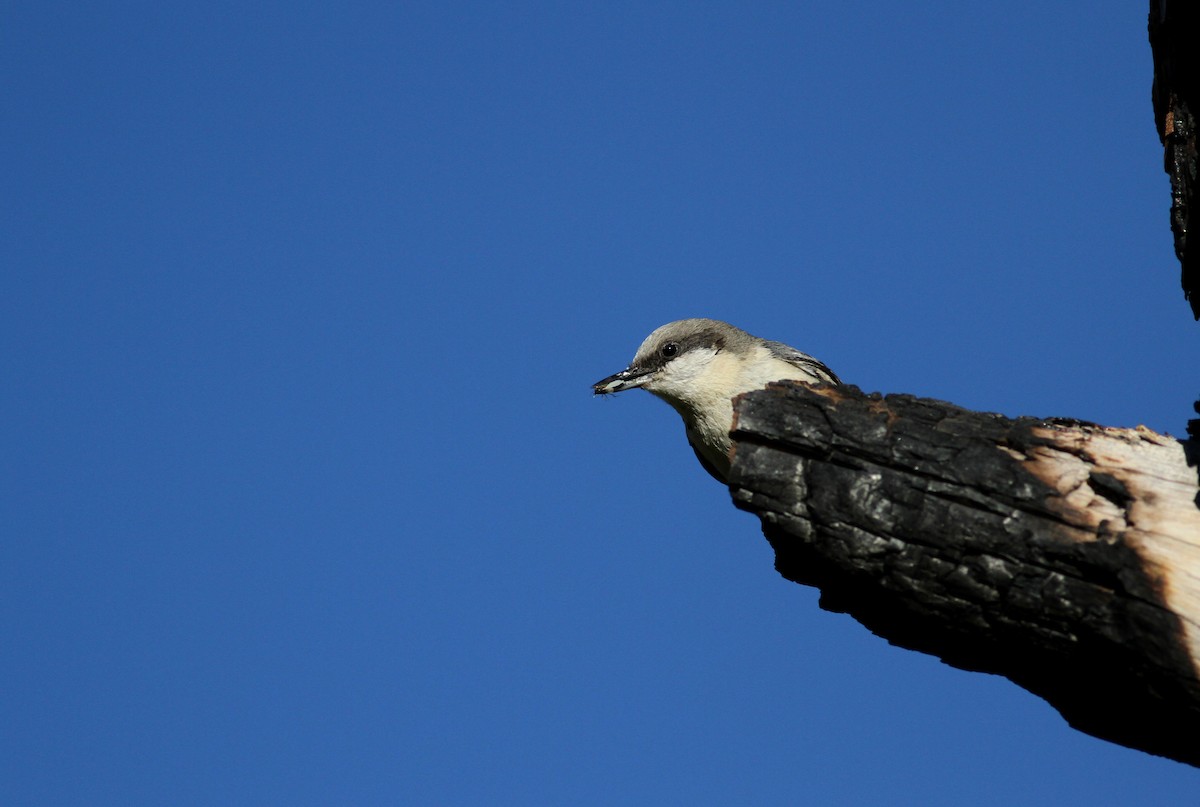 Pygmy Nuthatch - ML22635251