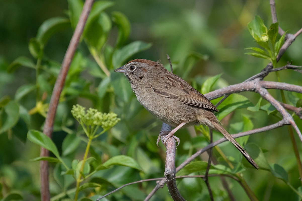 Rufous-crowned Sparrow - ML226352661