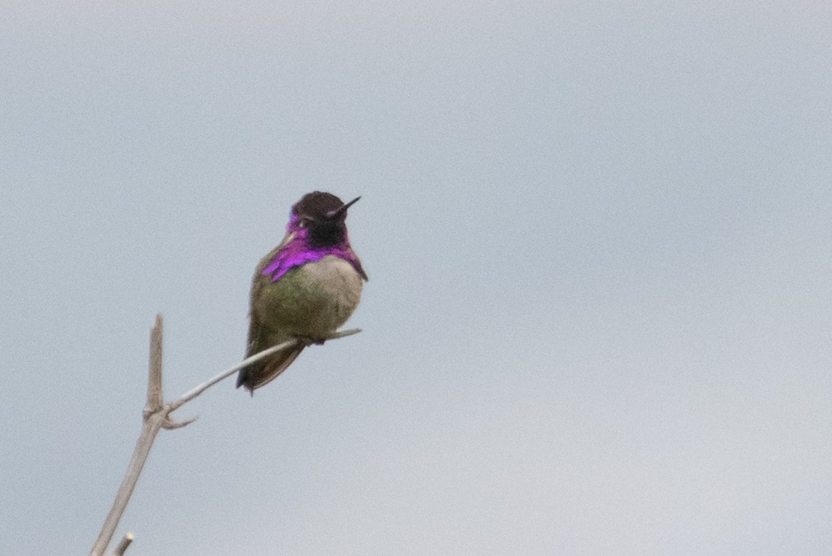 Costa's Hummingbird - ML226352921