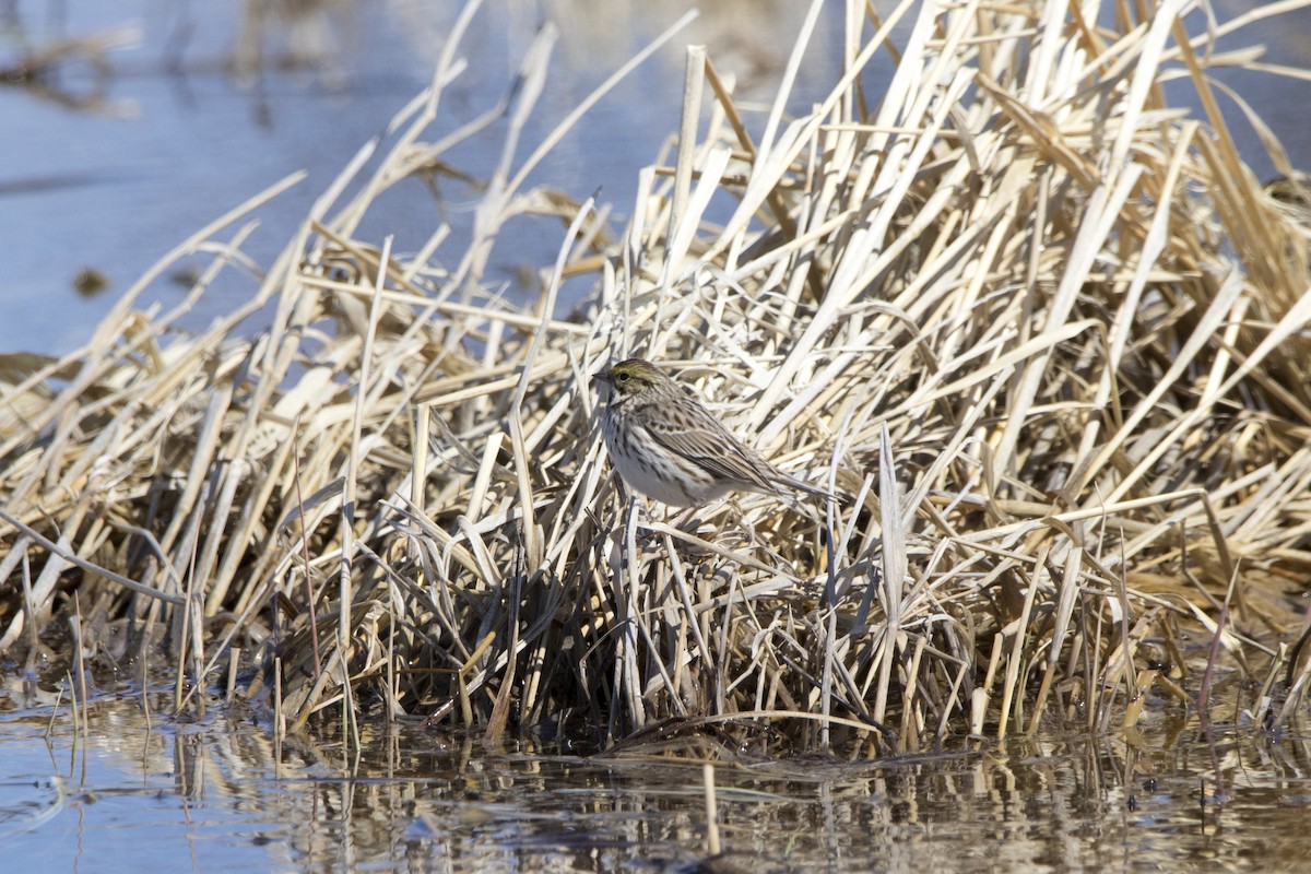 Savannah Sparrow - ML226352961