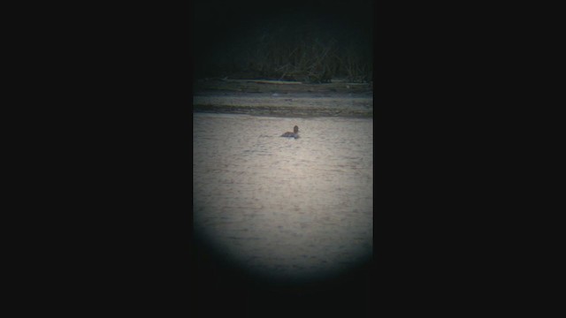 Red-breasted Merganser - ML226352991