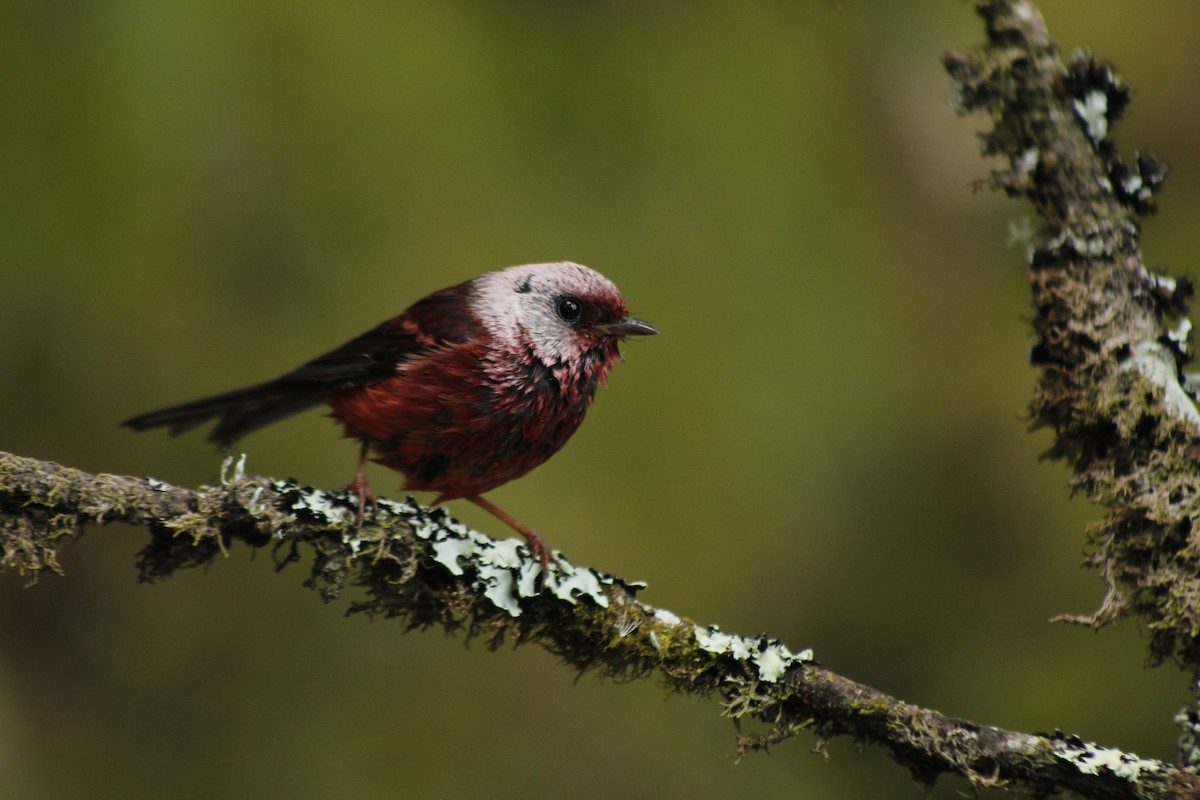 Pink-headed Warbler - ML226353111