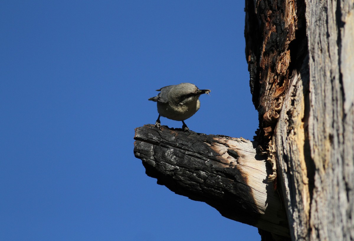 Pygmy Nuthatch - ML22635331