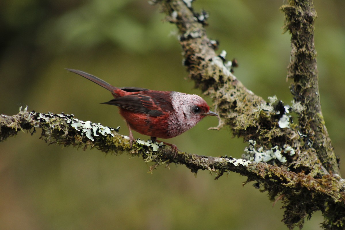 Pink-headed Warbler - ML226353361