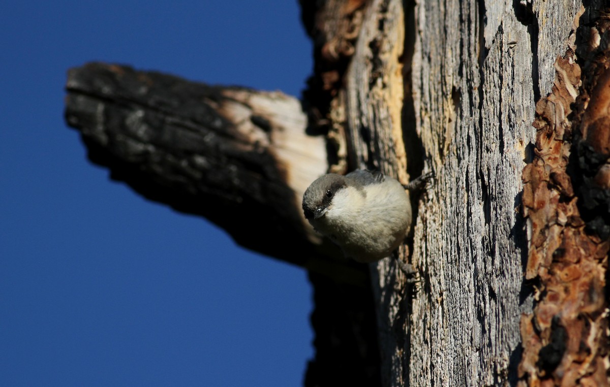 Pygmy Nuthatch - Jay McGowan