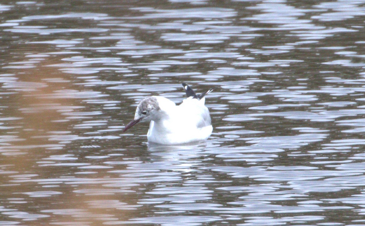 Mouette rieuse - ML226353661
