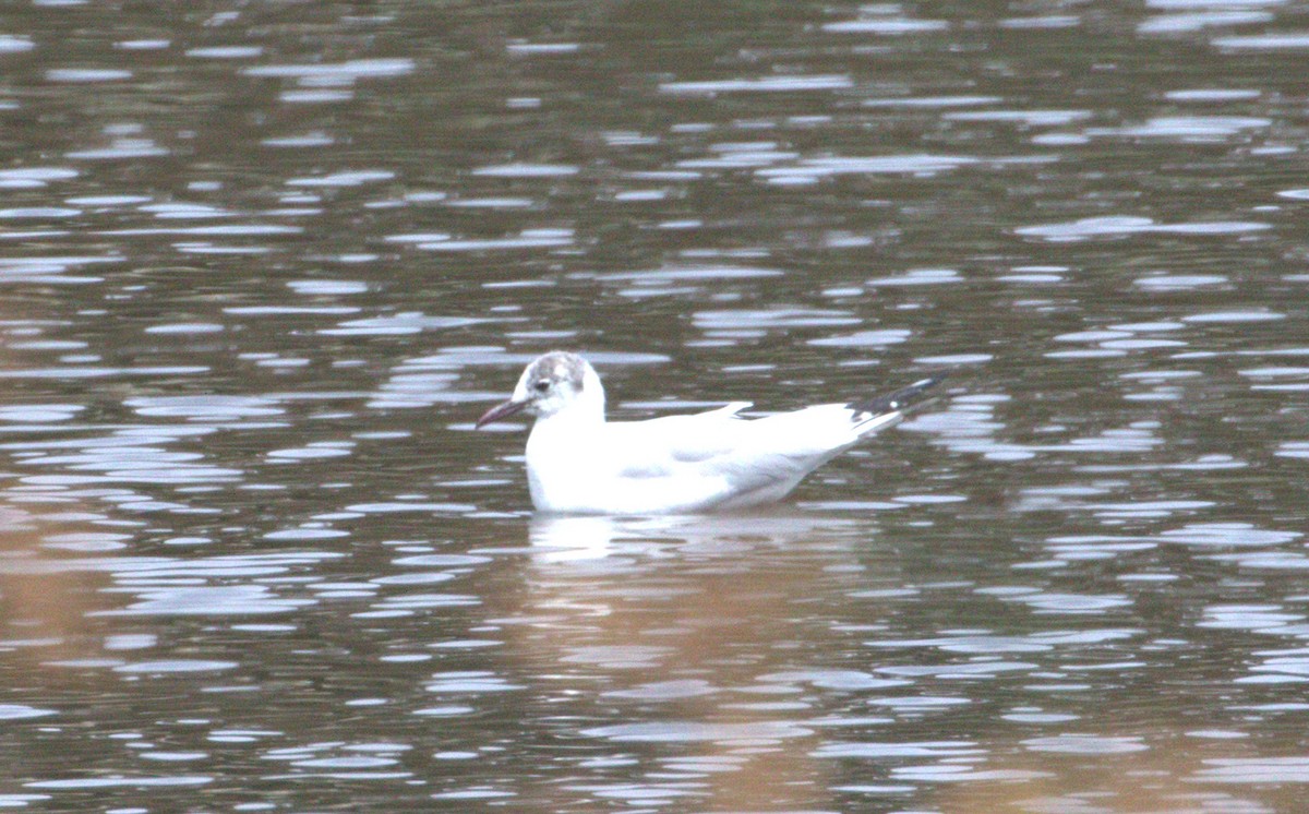 Mouette rieuse - ML226353701