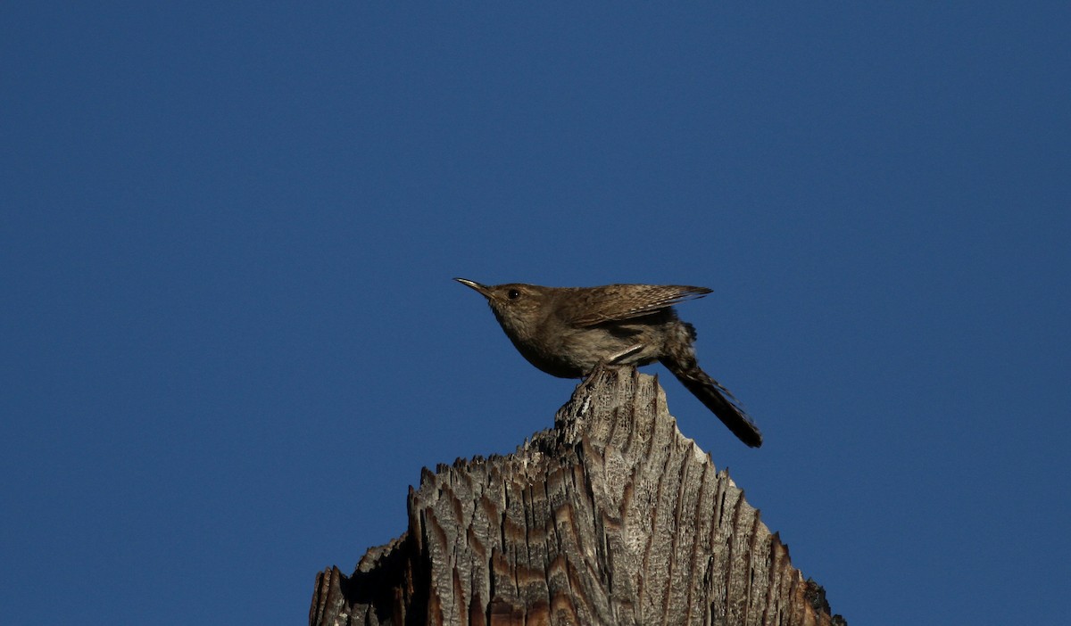 House Wren - ML22635411