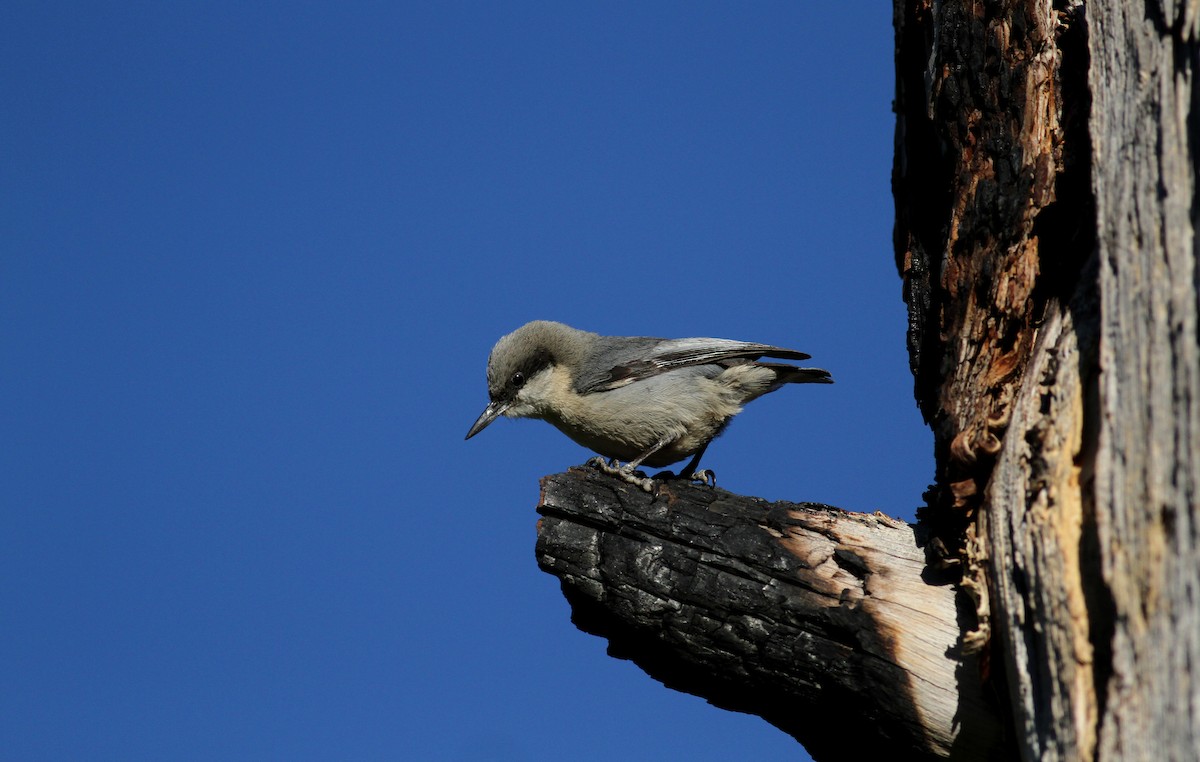 Pygmy Nuthatch - Jay McGowan