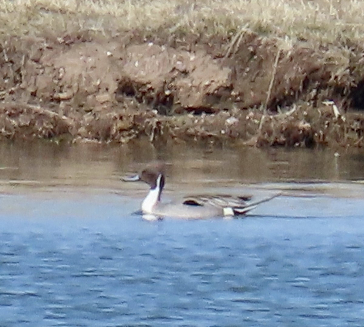 Northern Pintail - ML226355001