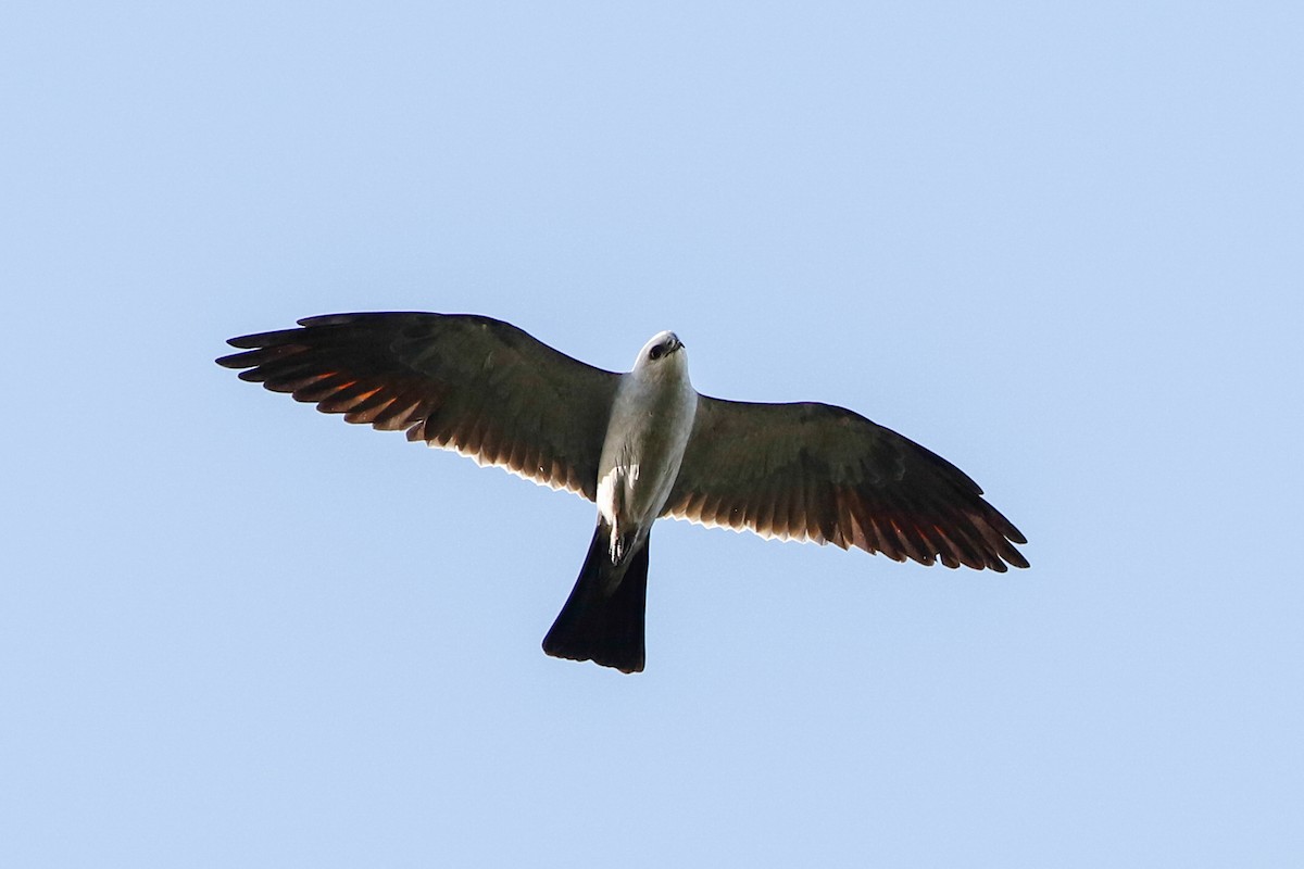 Mississippi Kite - ML226355031