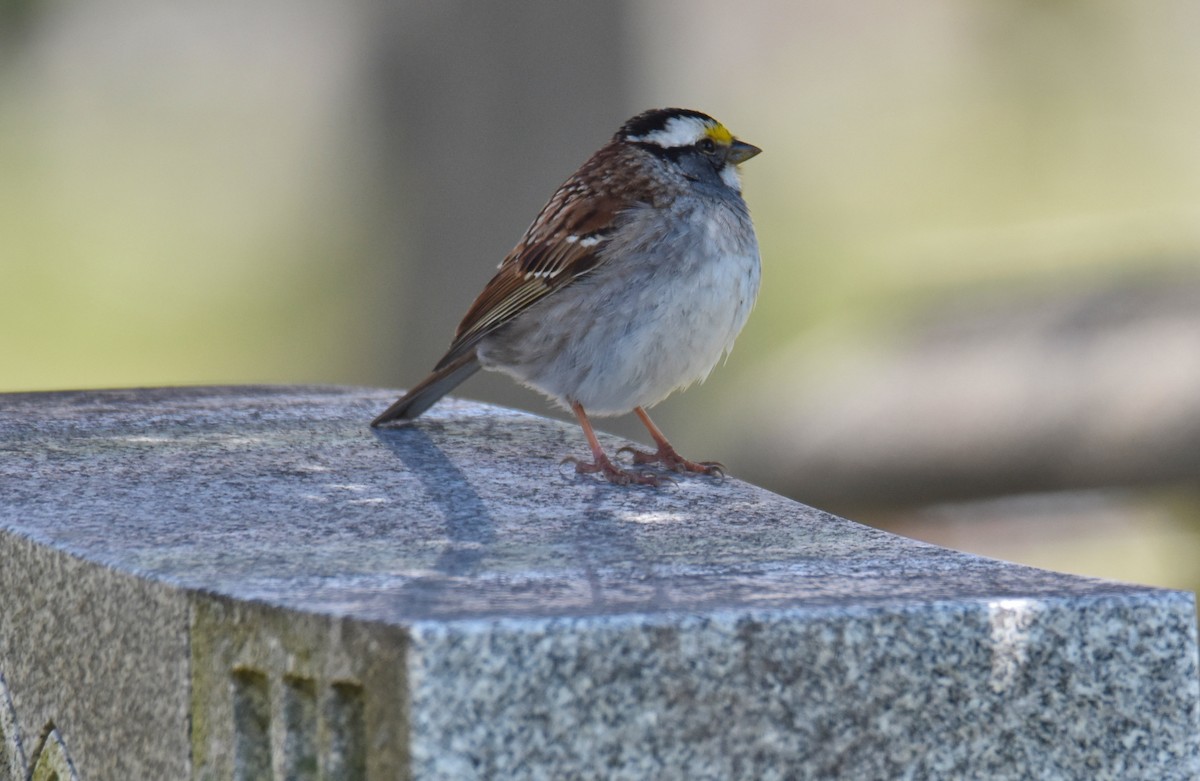 White-throated Sparrow - ML226355551