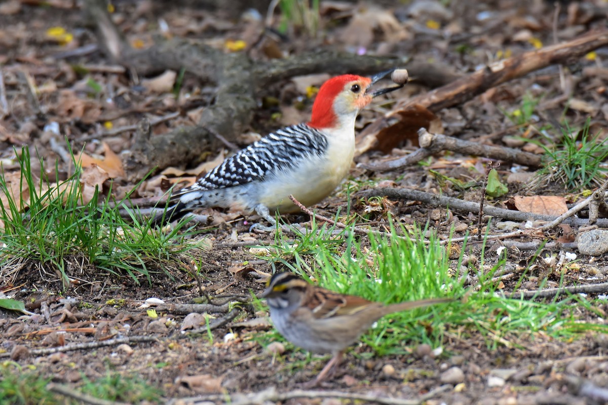 Red-bellied Woodpecker - ML226355771