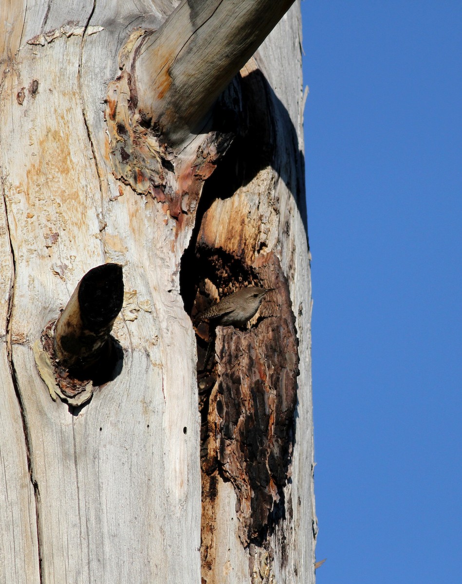 House Wren - ML22635601